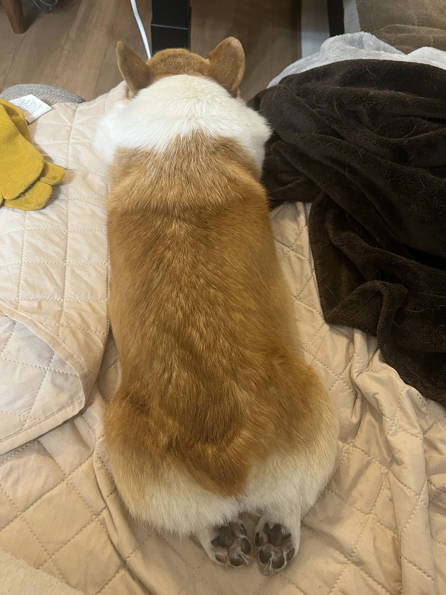 足が短すぎて愛しいしかない

#コーギー