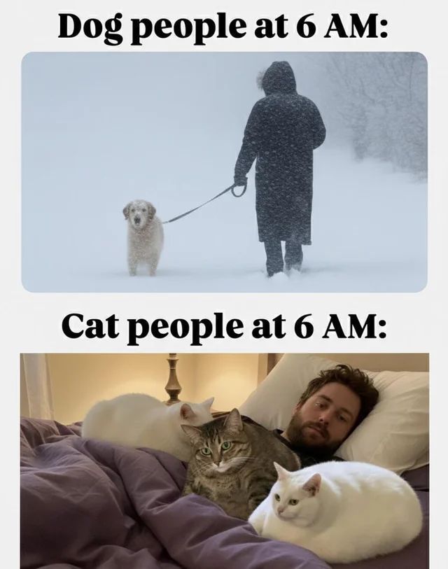 Cat TikToks (@cattiktoks) on Twitter photo 