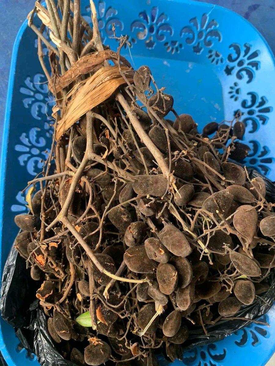 IMPACT🥴 tweet media