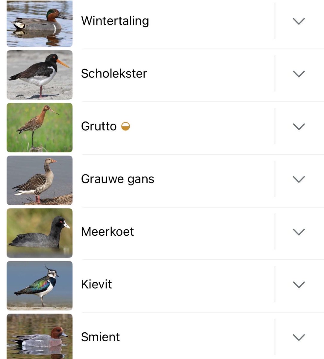 CrPierik's tweet photo. Steeds meer weidevogels strijken neer in het broedgebied langs het Zwartewater. De mooiste is wat mij betreft de #grutto, maar ook de #wulp, #scholekster en #kievit zijn weer volop aanwezig. Het is nog wel even wedijveren met de duizenden overwinterende ganzen. https://t.co/JR69zi7guR