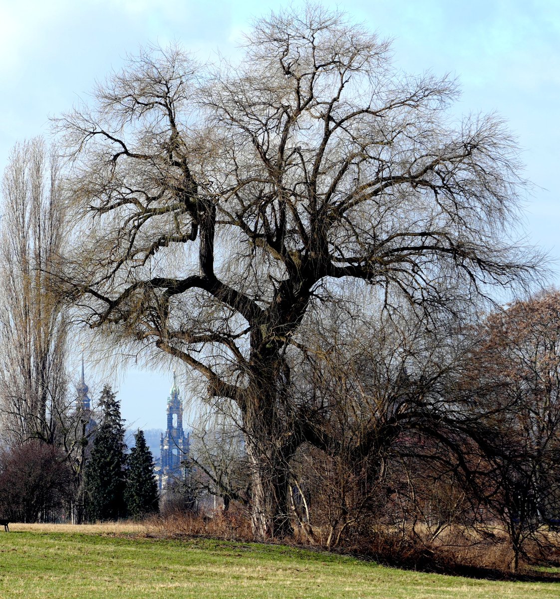 Eiche mit Katholischer Hofkirche. Blick von den Johannstädter Elbwiesen Richtung Dresdens Stadtzentrum.