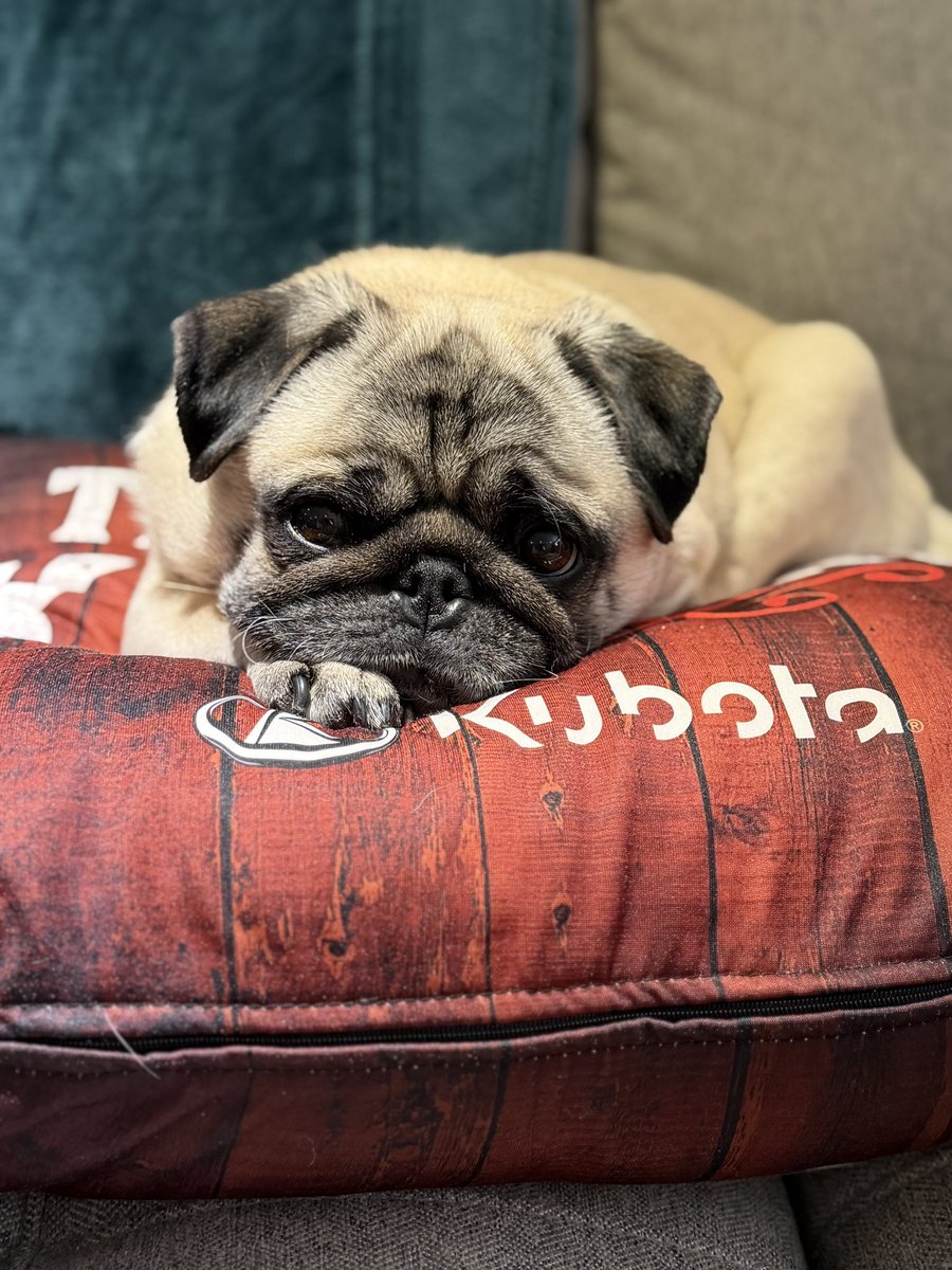 Edna the Pug & Angel Edie 🌈 tweet media