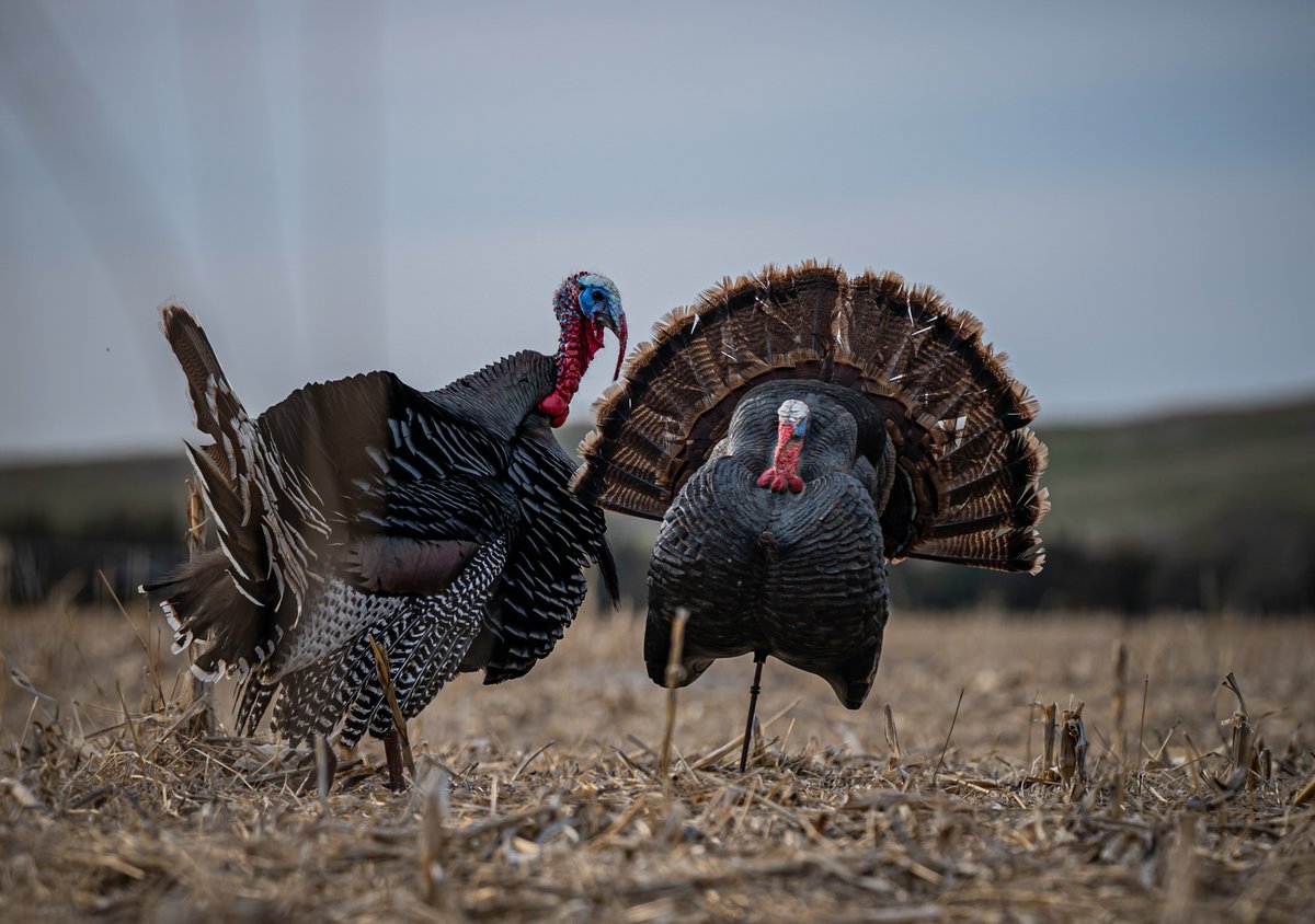 HEVI-Shot tweet media