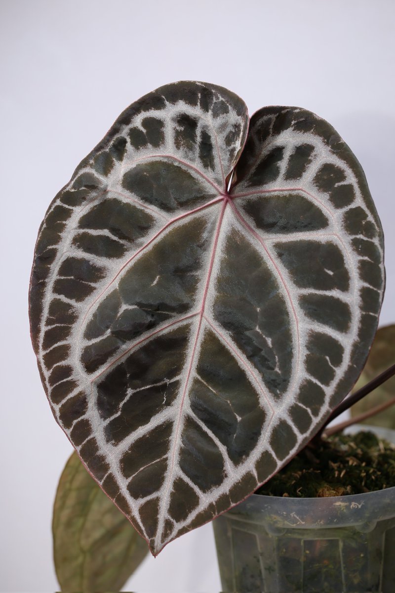 ぽん（acu's forest） (@acupom219) / Posts / X