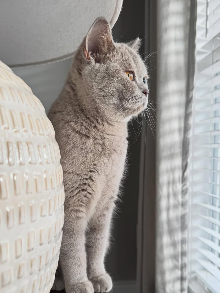 Happy Whisker Wednesday from the one and only Jolee! 🐾✨

Jolee is out here showing us exactly how to handle the midweek slump: stay sharp, keep your whiskers high, and never miss a chance to judge the neighborhood birds from the best seat in the house.