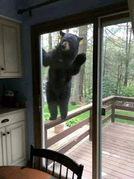 What would you do if you saw this outside your house? 🐻