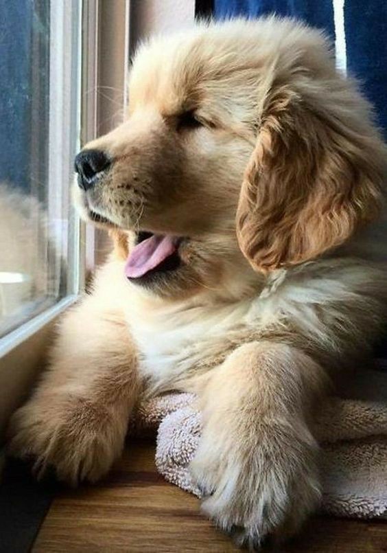 puppies video tweet media