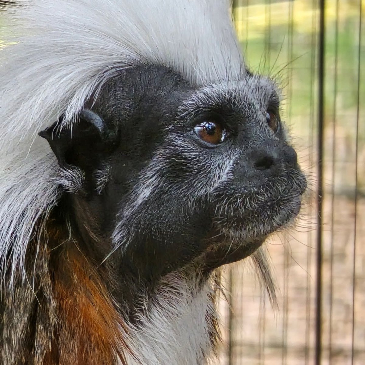 The cotton-top tamarin stands at the edge of extinction, yet its fate is not sealed. Listed as high-risk by the IUCN, they face existential threats from habitat destruction and the pet trade, but Chase Sanctuary is part of a determined effort to protect them. #endangeredspecies