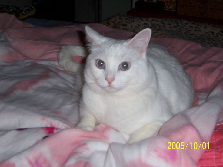 miren a este gato miren!! como mira con sus ojos.... tiene una mirada impactante,,,,