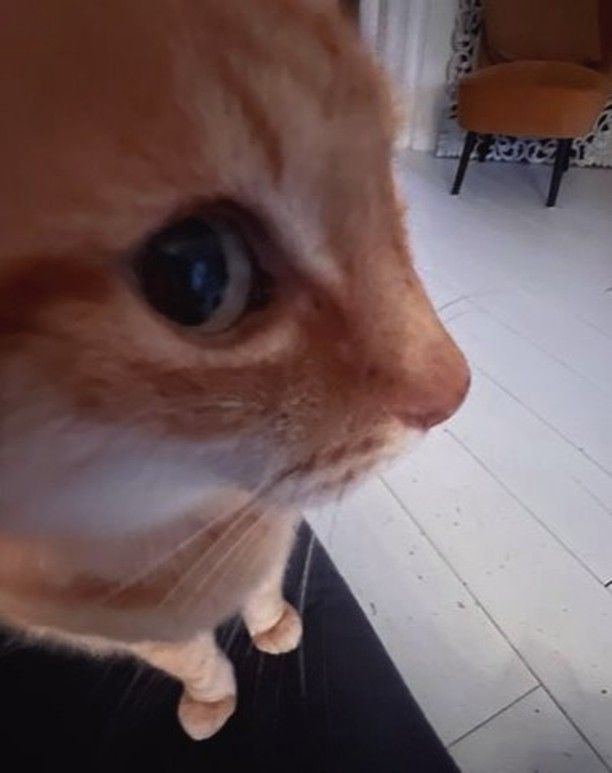 🌻 𝐂𝐚𝐫𝐦𝐢𝐞 ♡ tweet media