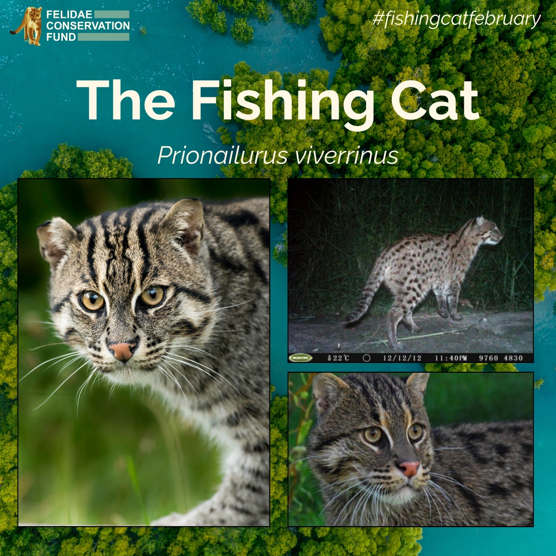 FelidaeFund's tweet photo. Small cat species across the globe are threatened by human disturbance. This #FishingCatFebruary, learn about this highly adapted felid...that likes water? https://t.co/msYtoChCUm