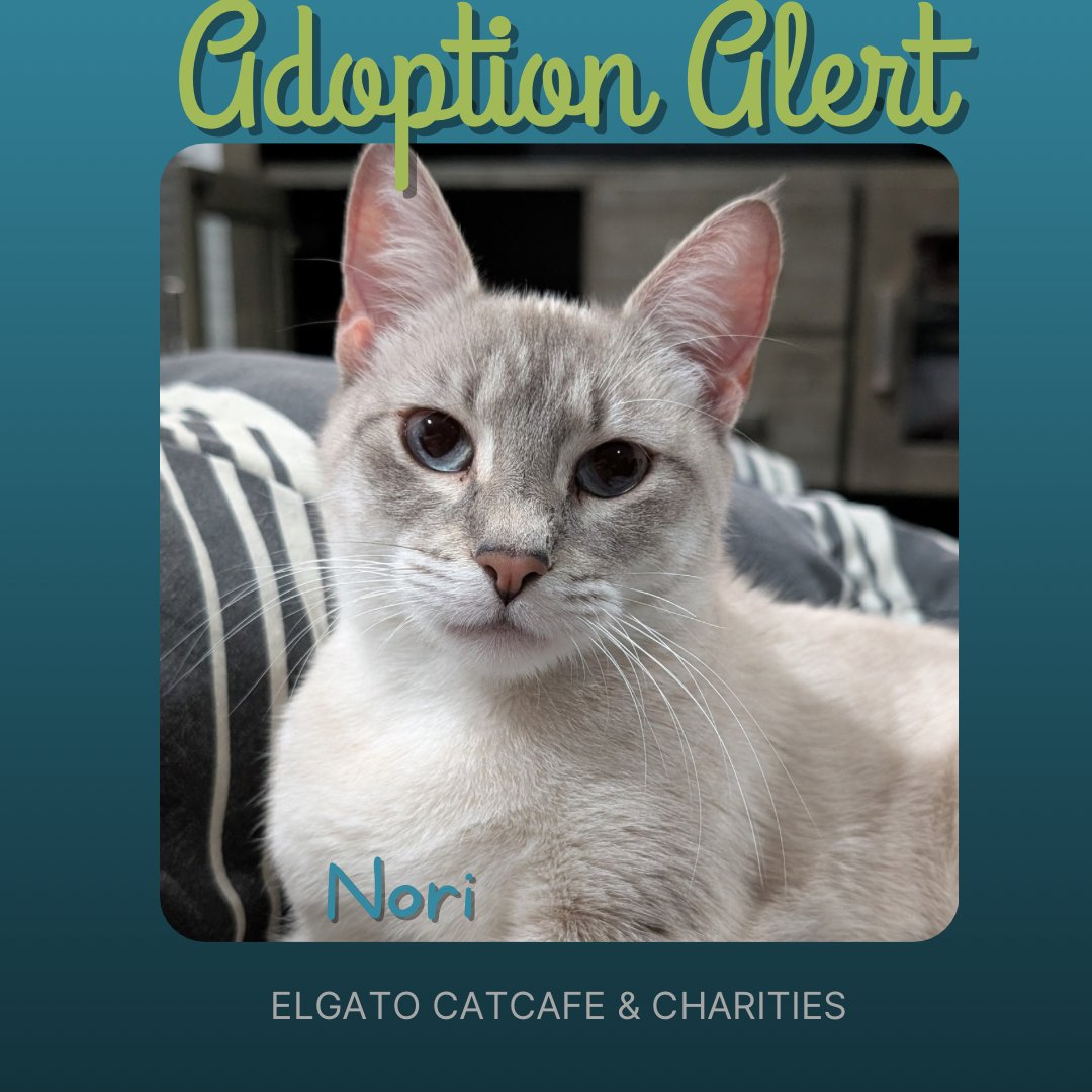 Nori is Adoption 1057❤️ She is 1 of the 9 cats that were abandoned at our vet and the first out of the crew to be adopted 🎉She was adopted by her foster family 😻Make more moments like this possible by visiting us at elgatocoffeehouse.com/bookmeow or donating at elgatocharities.org/get-involved