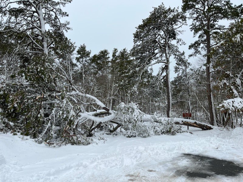 Cape Cod NS tweet media