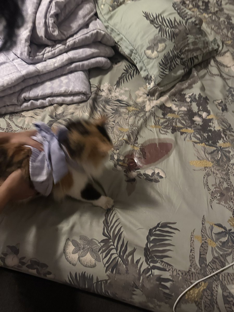 halo aku kucing tweet media