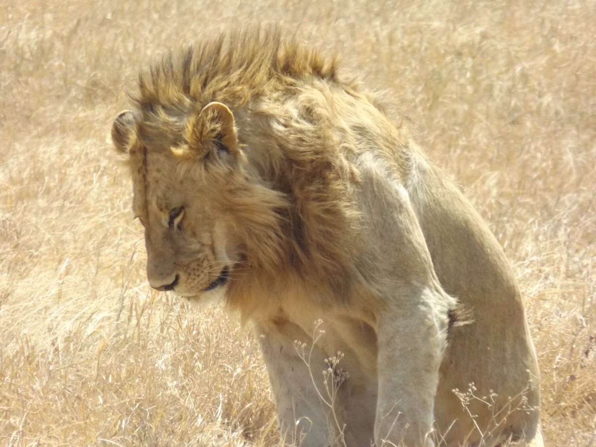 sad lion lily