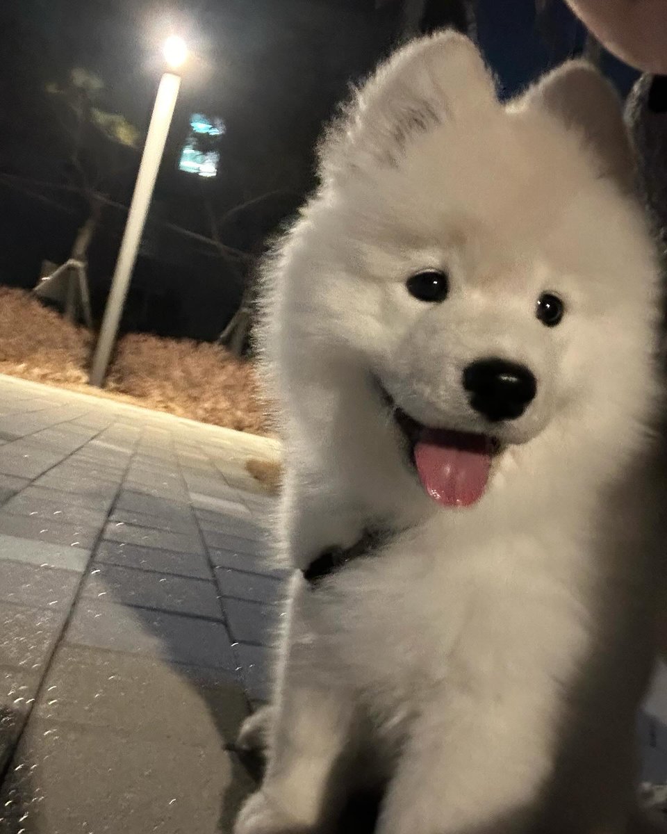 puppies video tweet media