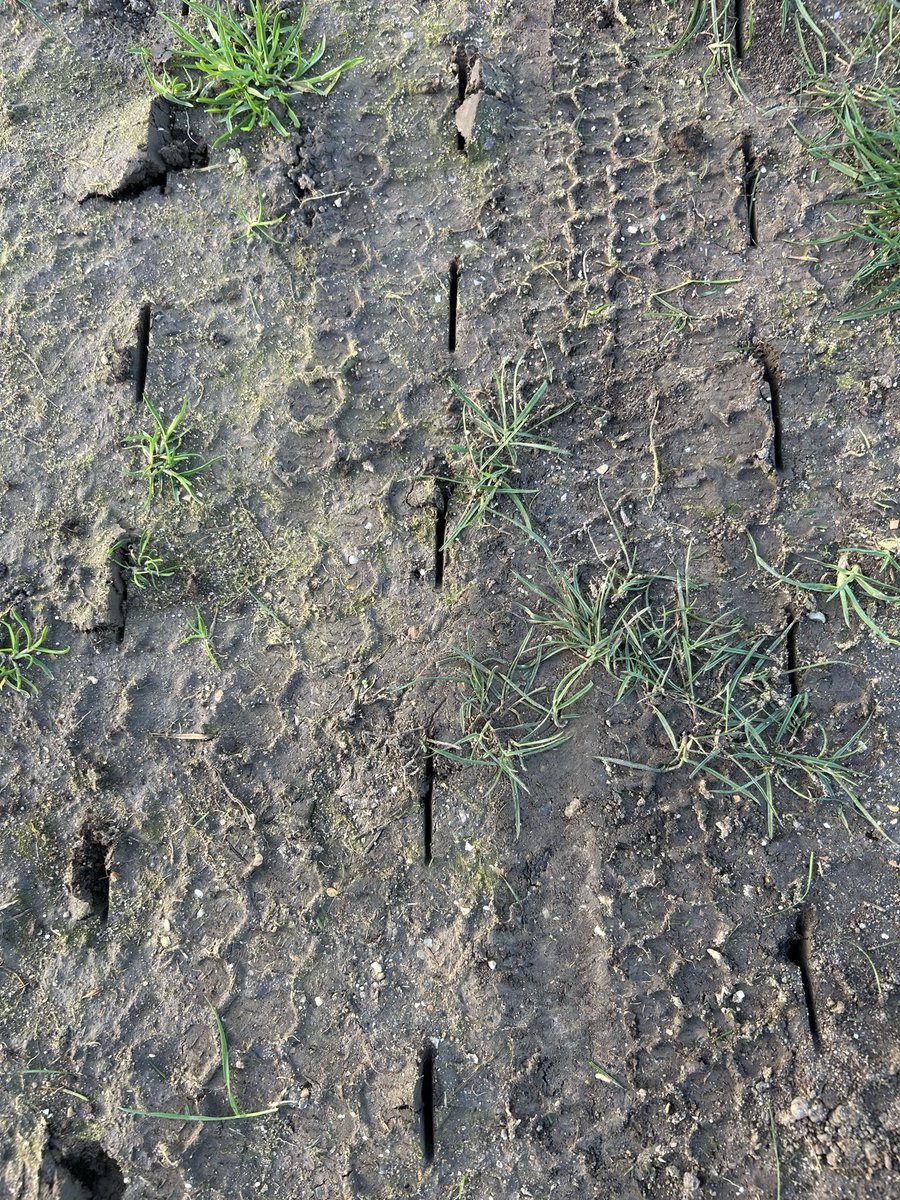 Scott's Pitch Care tweet media