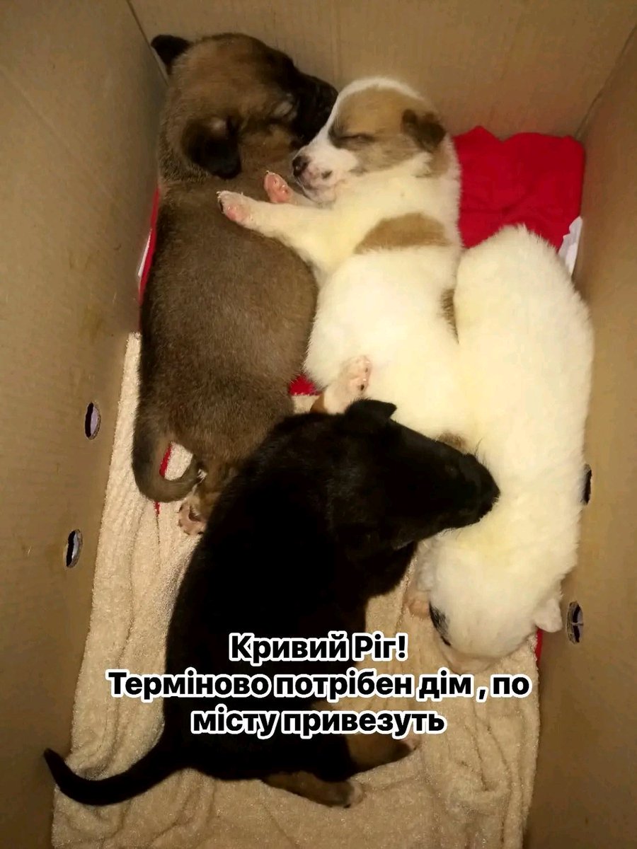 Proskoviia's tweet photo. Кривий Ріг ❗️❗️❗️
Їх маму збила машина на смерть три тижні тому 😔Вони залишились зовсім самі…Малюків було 7 , трьох забрали люди,  вони вже відкрили оченята і починають самі їсти !
Терміново потрібна  родин або перетримку !Є 1 хлопчик і 3 дівчинки🐶

+380 (50) 988 35 47 Наталія https://t.co/H3gBiLCnpE