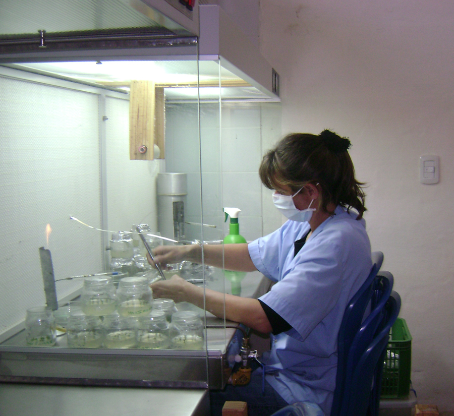 Argentina Forestal tweet media