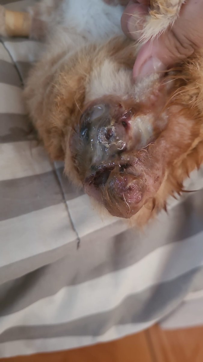 Cal • Varius ™ • CMS OPEN tweet media