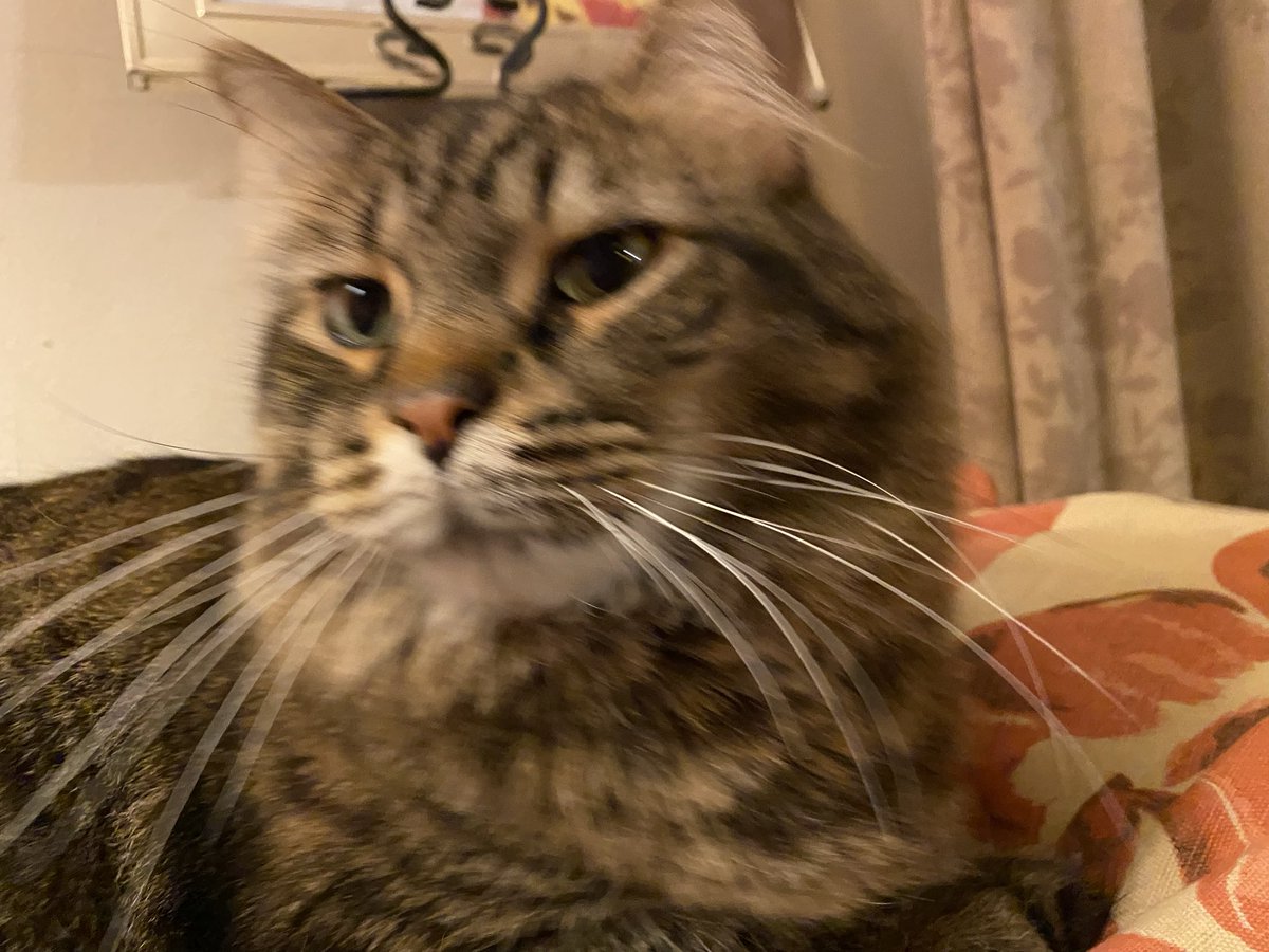 KristenFrame1's tweet photo. #WhiskersWednesday The cats here say mine are the best in the house. #Agnes doesn’t vote because she’s too busy unrolling the bathroom tissue. Kids these days don’t appreciate classics. #Declan #Spycat #rescue #foster #Pledge4Rescue https://t.co/9H4ZTvX78a