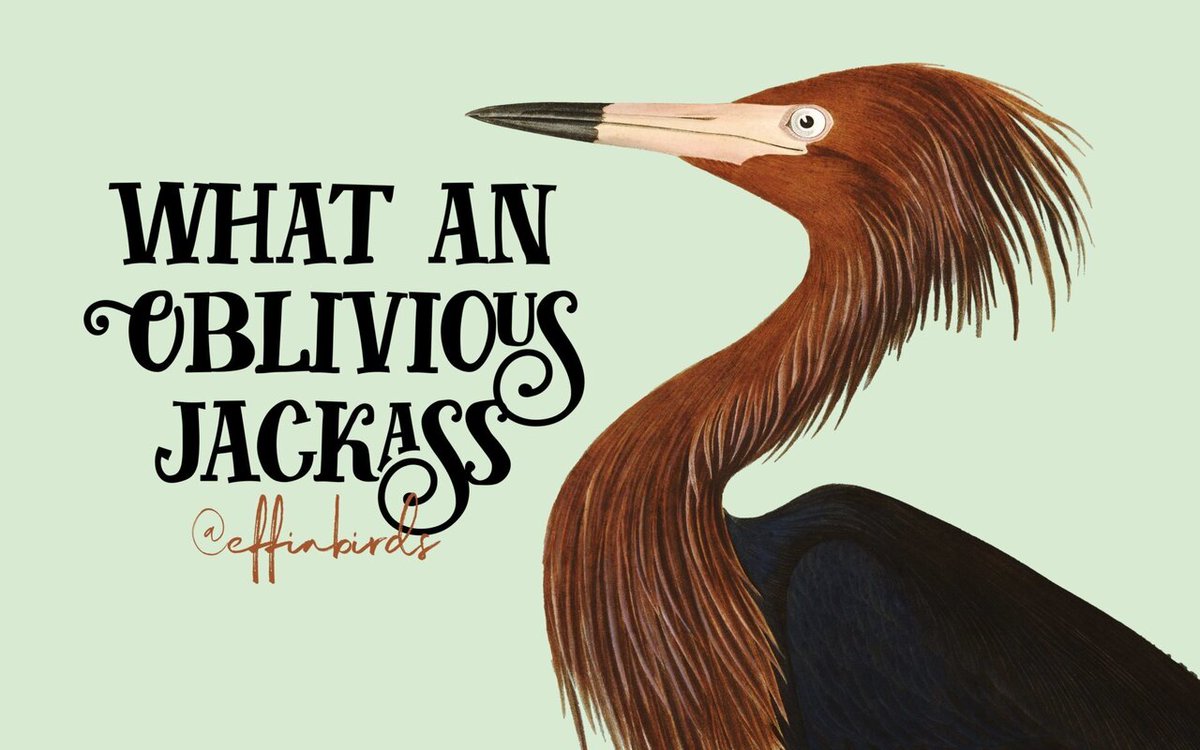 Effin' Birds (@effinbirds) on Twitter photo 