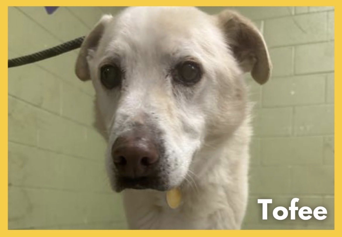 All my Indy friends PLEASE share his little face. He is on the Urgent List at IACS. He has a lot medically wrong and needs rescue placement! He is 15 years old and could end up on the euthanasia list. My heart is shattered. Please share his little face and let’s get him a home 🐾