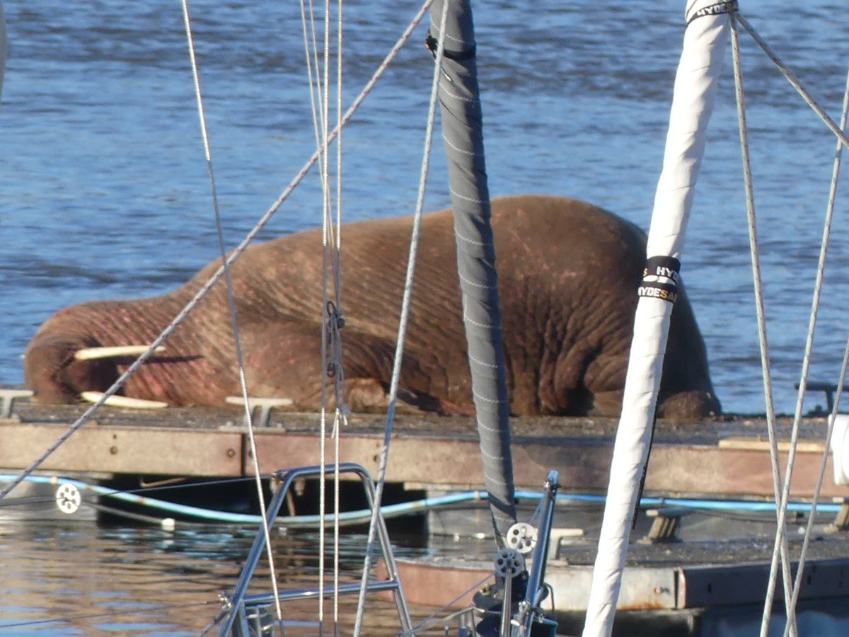 sudswatcher's tweet photo. @RussBoland @PortofBlyth You’re joking mate, it’s like St. Tropez down here  🌴 ☀️ with added Walrus and Divers. All within my 1km radius from the house. #ShitePatch #SelfFound 😉 https://t.co/EDjNyOQIQx