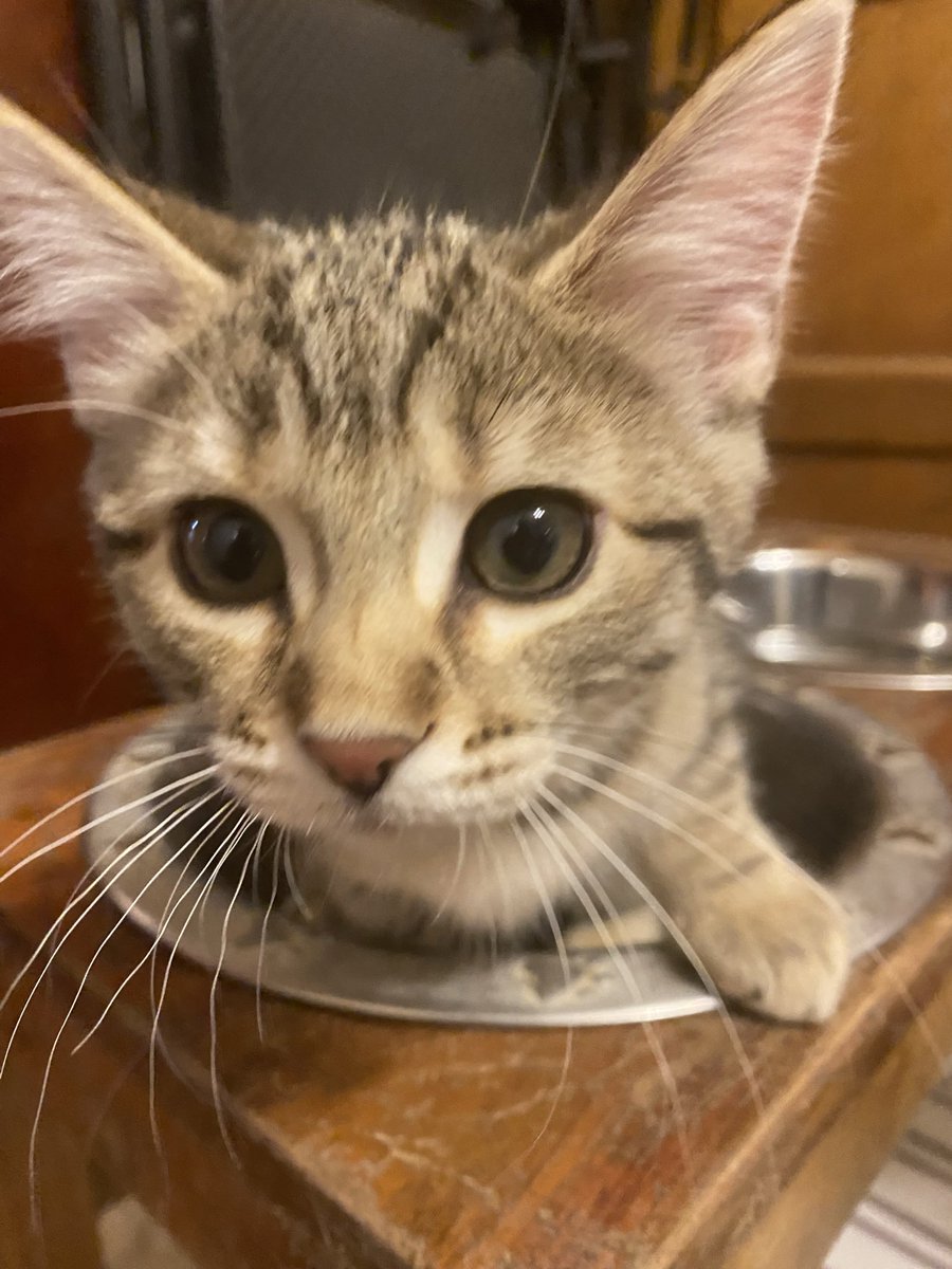 KristenFrame1's tweet photo. #WhiskersWednesday Baby edition. #Agnes #Actioncat #rescue #Adopt #Pledge4Rescue https://t.co/iGhAubnQHq