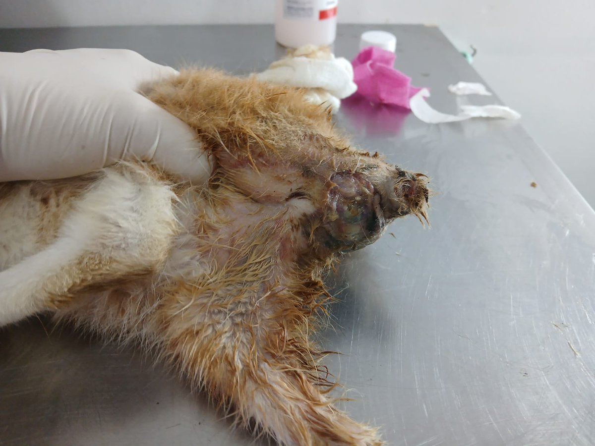 Cal • Varius ™ • CMS OPEN tweet media