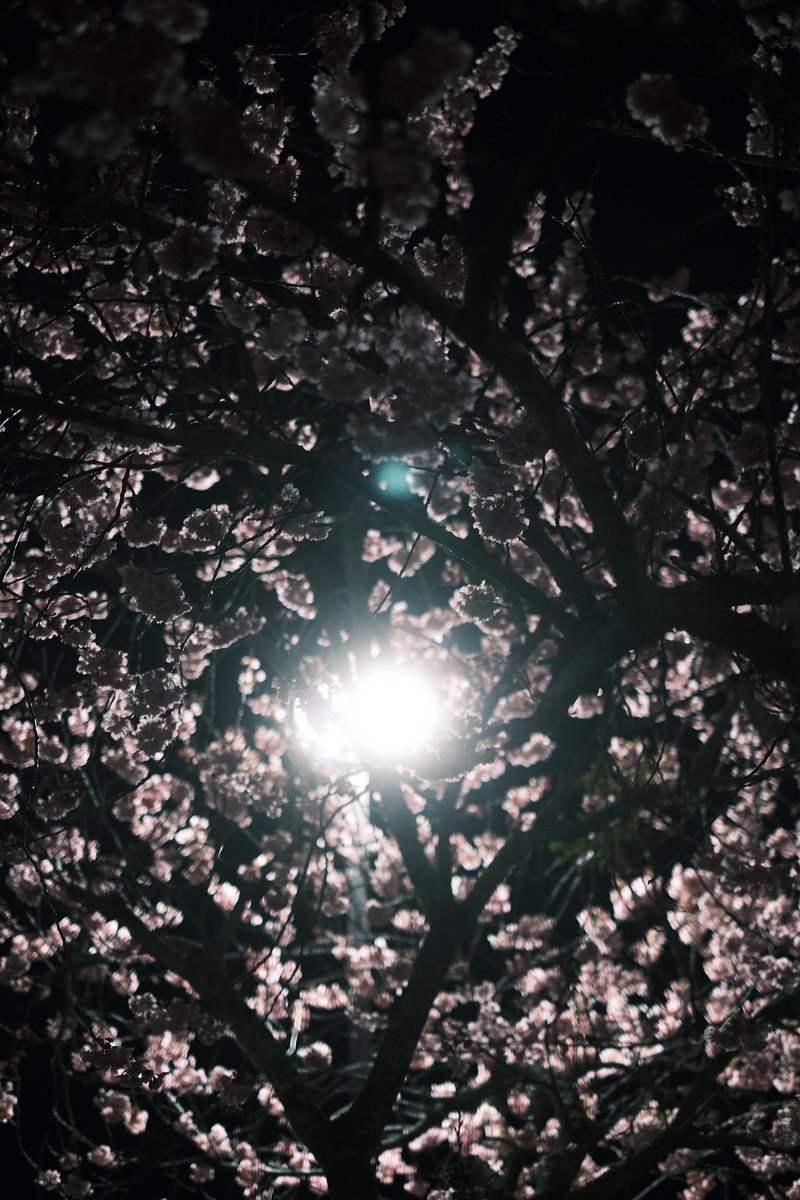 0112Zzz's tweet photo. 道後公園たくさん桜咲いてた🌸 https://t.co/masMEdIsjo