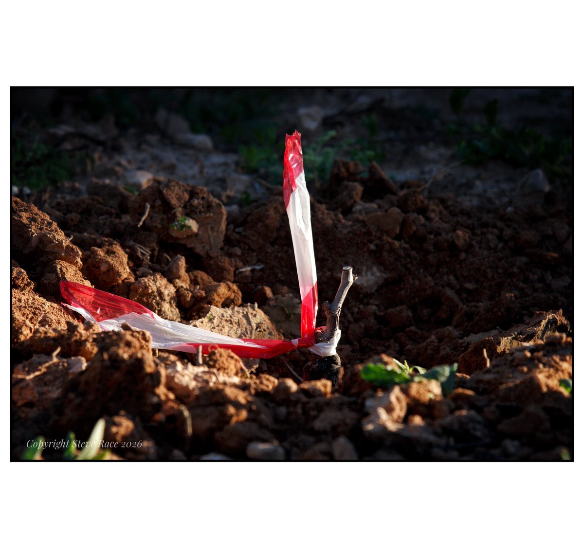 CampdEstrelles's tweet image. Marking up a few of last year’s grafts that didn’t quite make it through the summer. I’m still pleased with the success rate of the rest, and fortunately I have some new replacements at the ready…
😉🍇🇪🇸

#vineyard #grafting #parellada