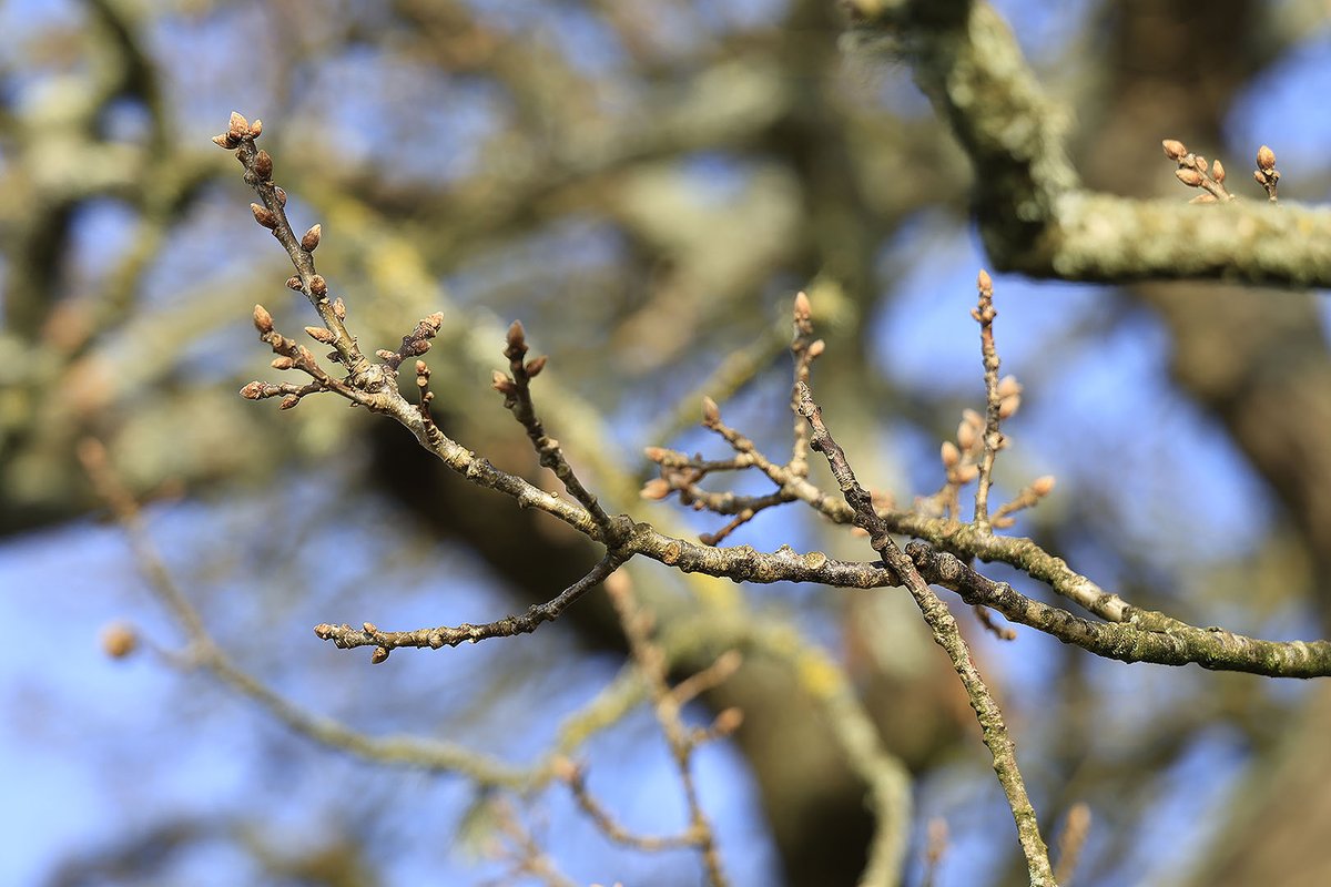 The New Forest - Forestry England tweet media