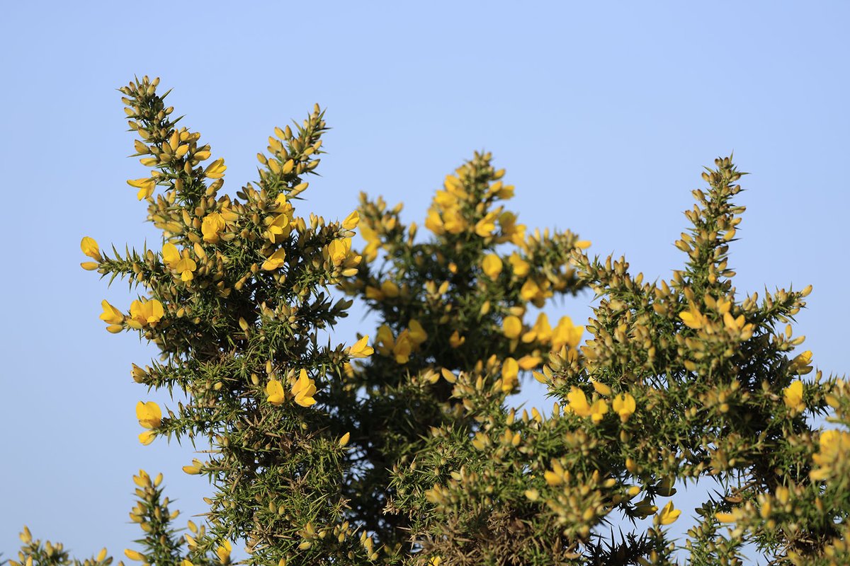 The New Forest - Forestry England tweet media