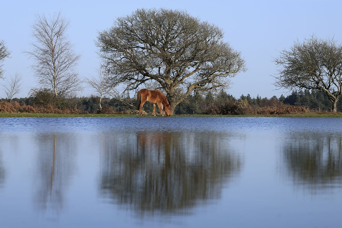 The New Forest - Forestry England tweet media