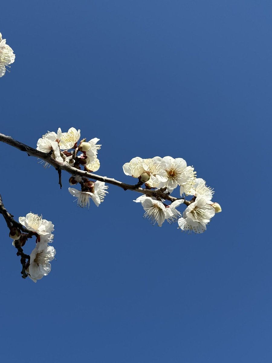 おはようございます 2月26日 #白梅