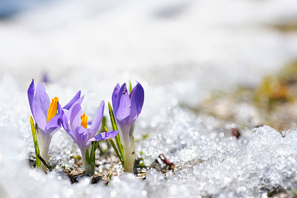 WxMelinda21's tweet photo. A new season is on the way and we’re ready for it!📷📷 See what could be in store across Canada with our 2026 #SpringForecast on the @weathernetwork https://t.co/0PqOkJc3MN