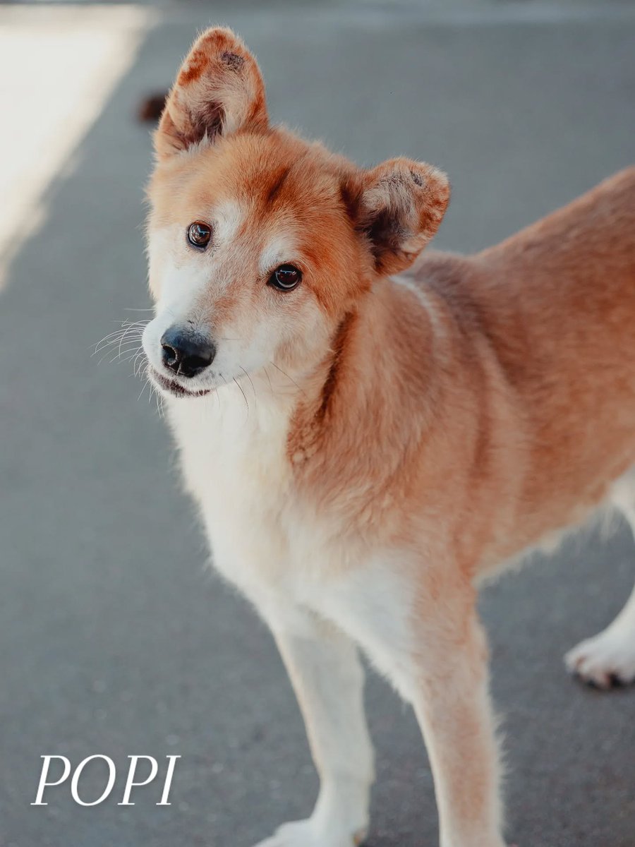 #PONTEVEDRA
#POPI tiene 10 años y discoespondilitis en la zona lumbosacra, lo que le provoca mucho dolor 😞.

Al principio se muestra un poquito desconfiado, pero en cuanto gana confianza se hace querer.

Es sociable con otros perros. Pasea muy bien..

Popi busca una familia, un