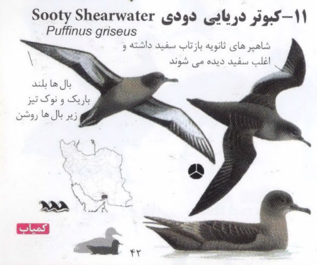 مشتعلعشقعلی tweet media