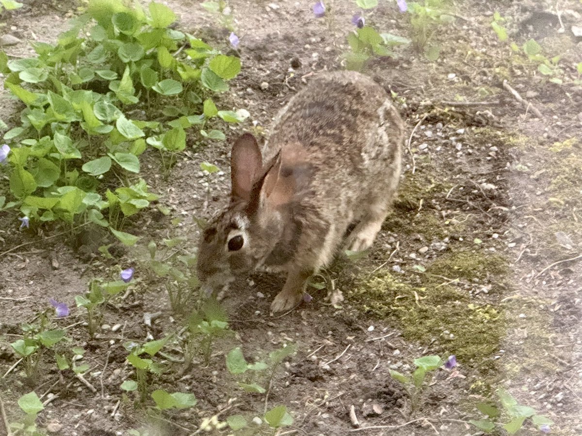 HowesNathan's tweet photo. My favourite part of spring is golf, neighbourhood wildlife and no snowbanks (eventually. It will take a while to melt). #SpringForecast @weathernetwork https://t.co/l59n9I5dfL