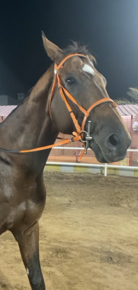GhadaAlGahtani's tweet photo. 🐎✨
#RandomnessOfGee https://t.co/NBmfotjGos