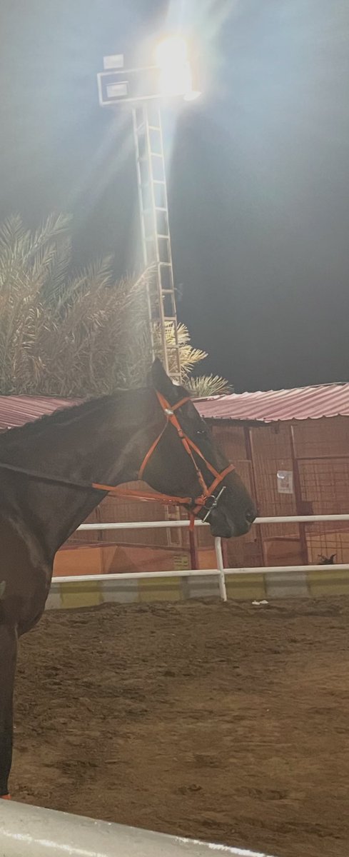 GhadaAlGahtani's tweet photo. 🐎✨
#RandomnessOfGee https://t.co/NBmfotjGos