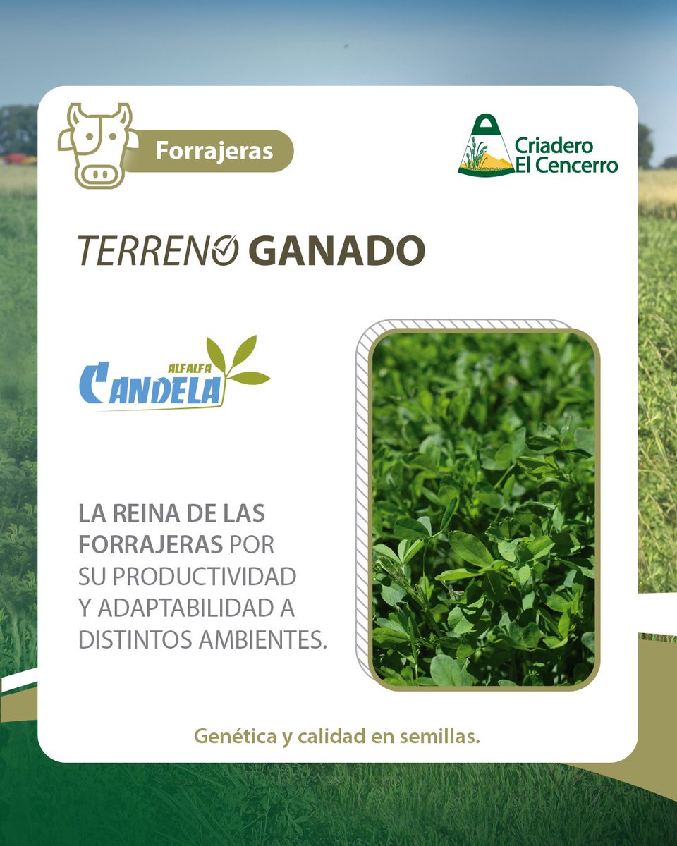 Criadero El Cencerro tweet media