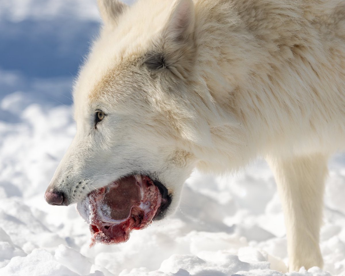 Colossal Biosciences® tweet media