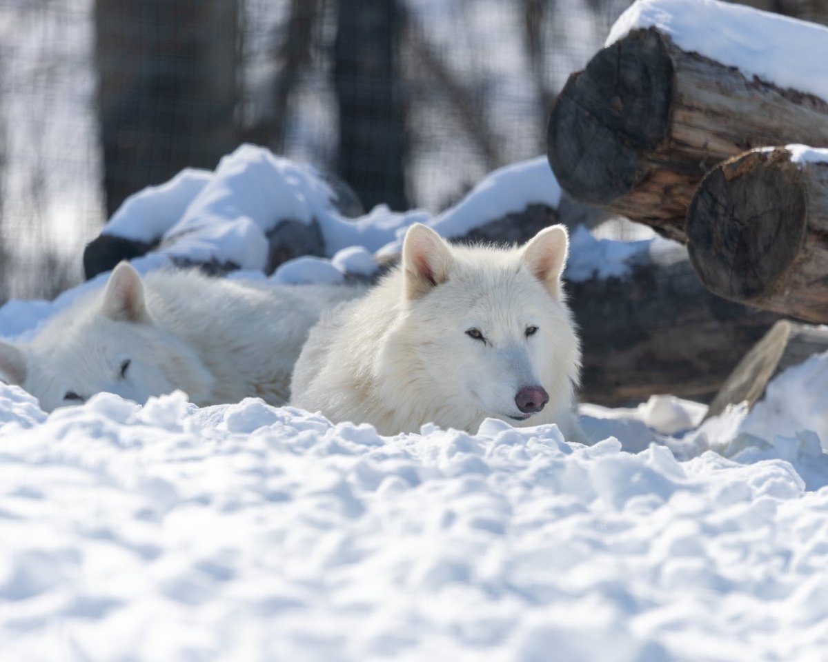 Colossal Biosciences® tweet media