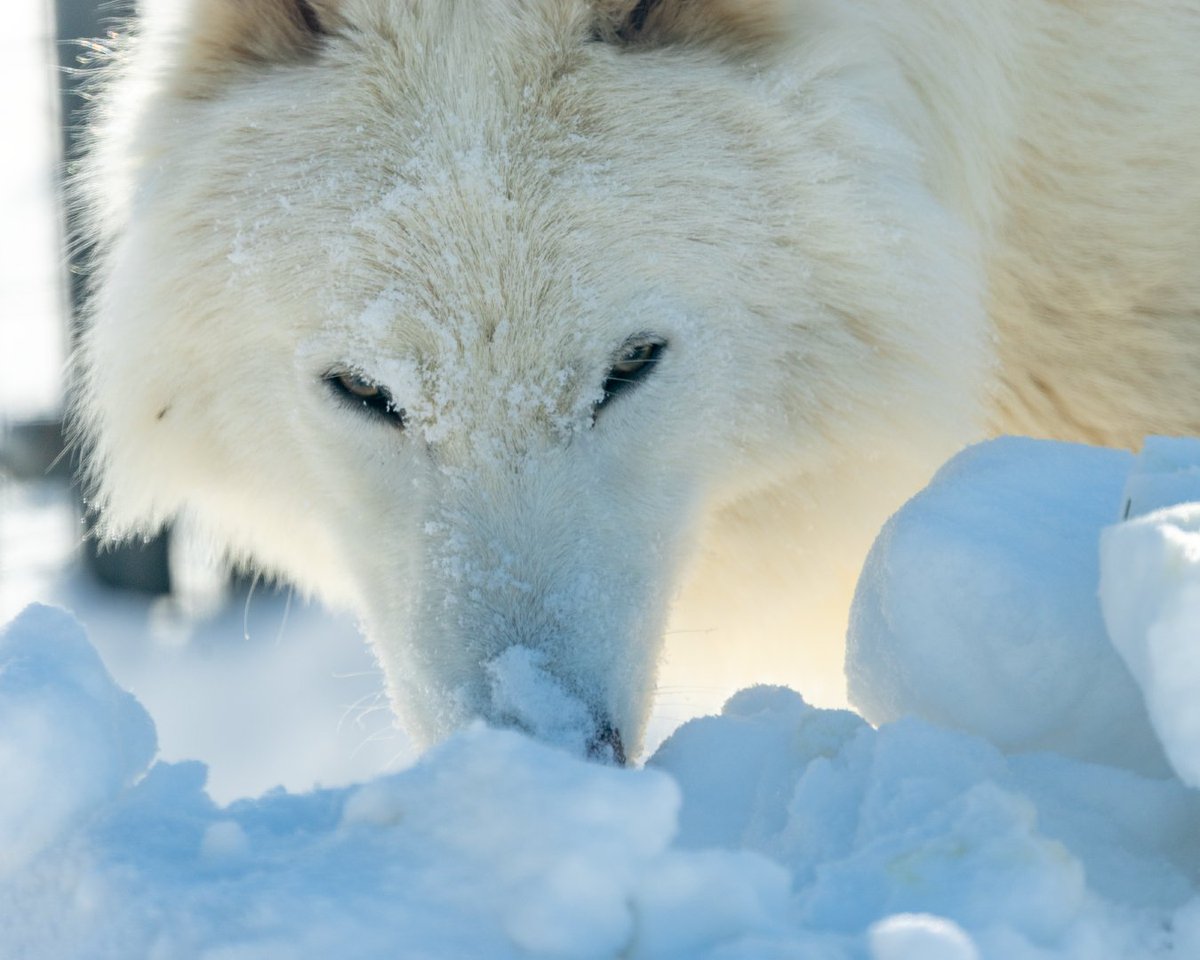 Colossal Biosciences® tweet media