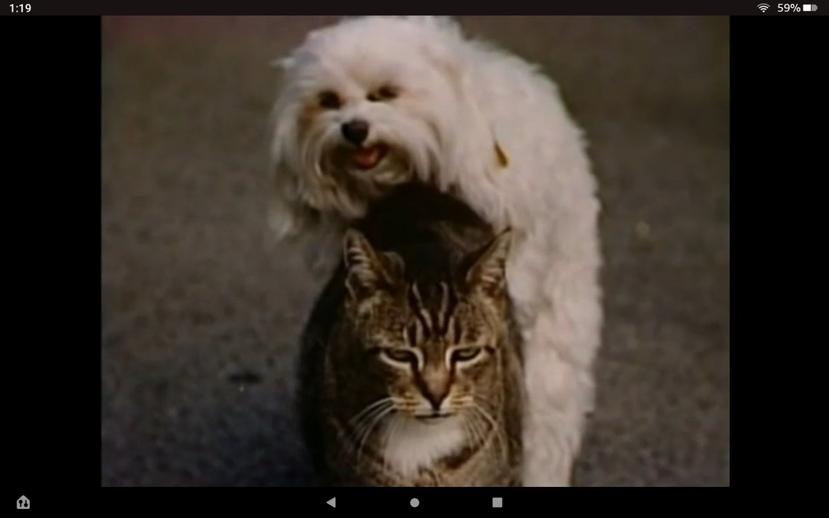 djallen66's tweet photo. @hailheidihere Yes, our beloved Georgie had both dogs and cats. He ended the '40 Years of Comedy' special speaking of Moe, the one-balled Maltese and Vern the (male) cat. Apparently, Moe loved humping Vern...who couldn't care less. One of these shots became their Christmas card. https://t.co/UIScFHlYkJ