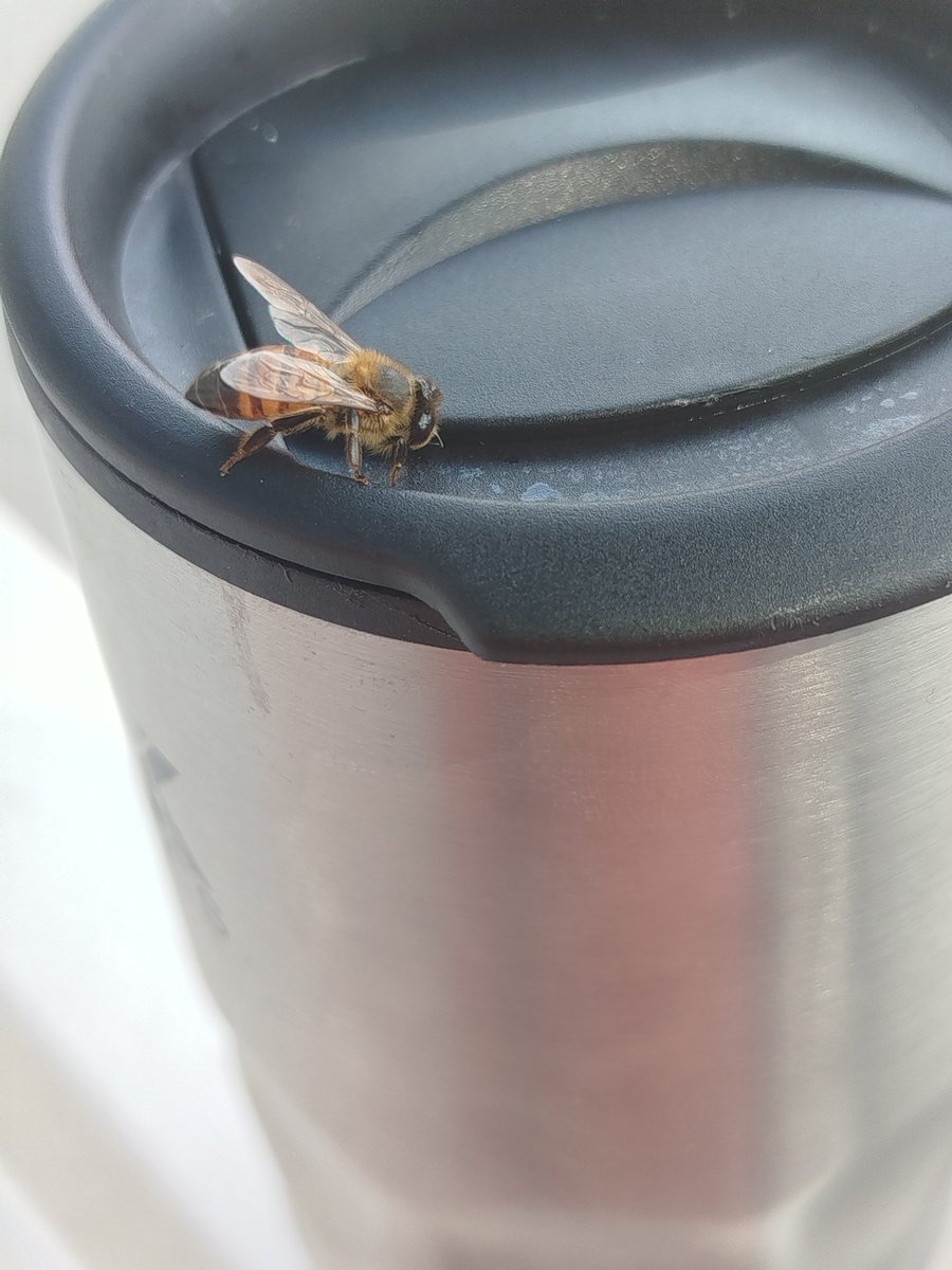 Miren amigos, una abeja se está llevando mi te de guayaba 🐱✨
(Es la segunda vez que vuelve a agarrar más dulce)