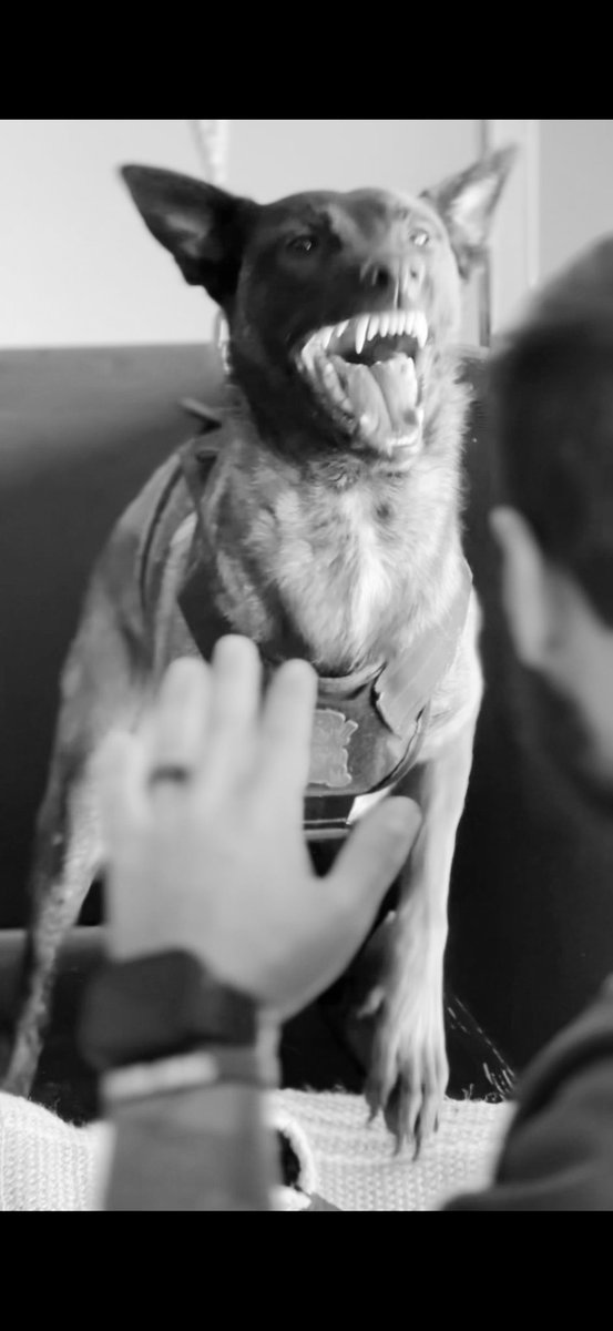 YourDogDad's tweet photo. 😈 https://t.co/bSvDCqoEmp