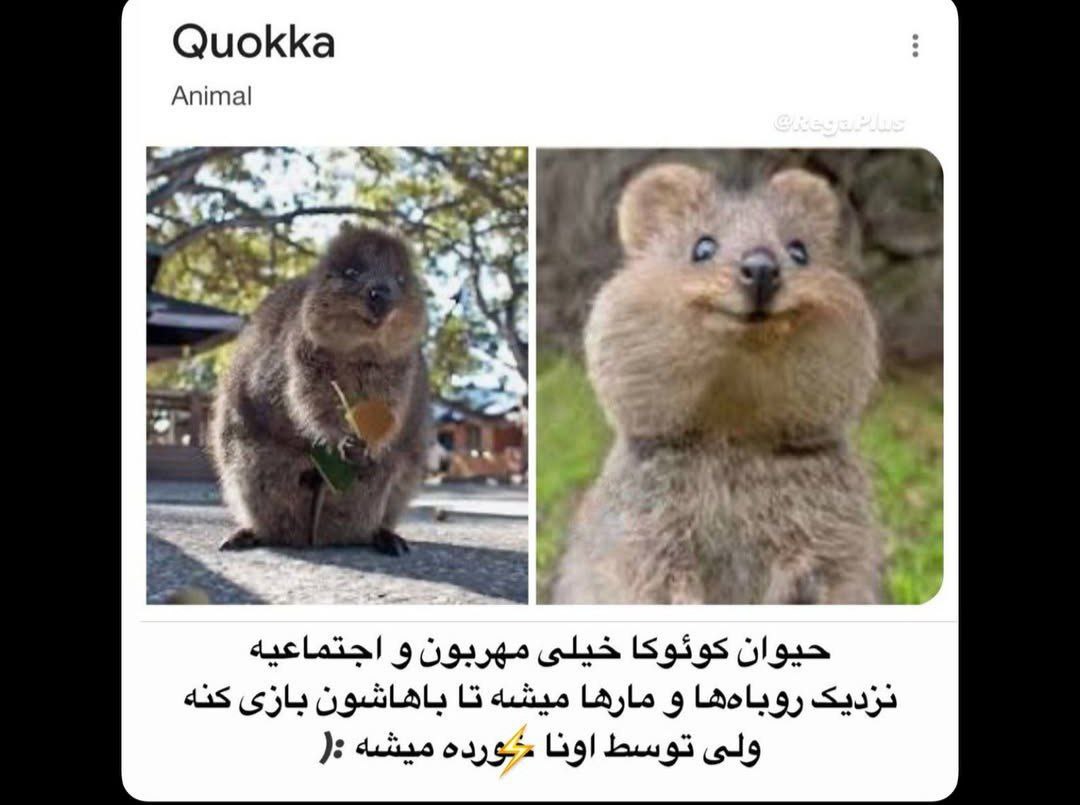 مسطورا tweet media